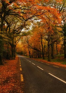 Scenic autumn road