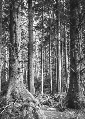 Oregon Coast Forest PNW