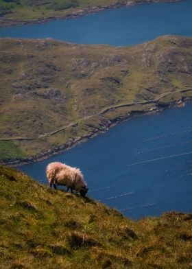 Wild Irish sheep