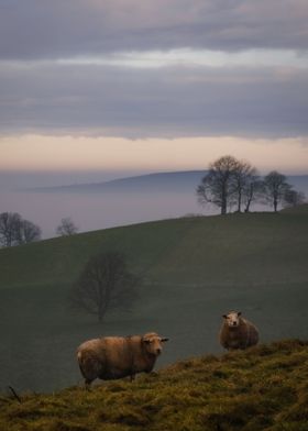 Irish sheep