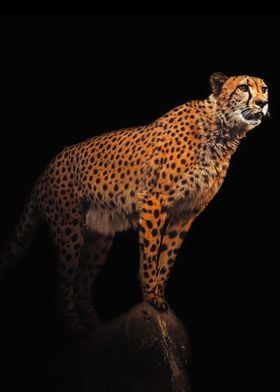 Cheetah