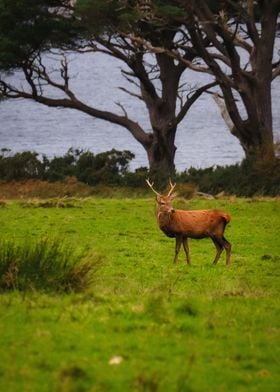 Wild Irish deer