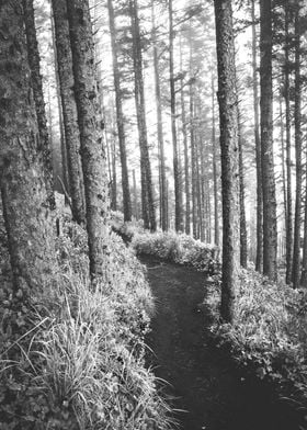 Oregon Coast Foggy Forest