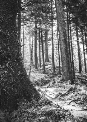 Oregon Coast Forest Trail