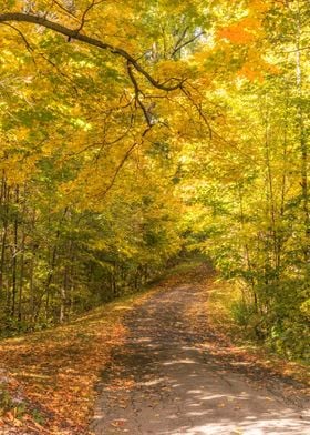 Fall Color Tree Lined Path