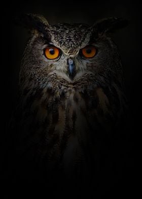 owl