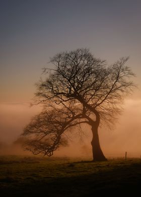 Lonely tree