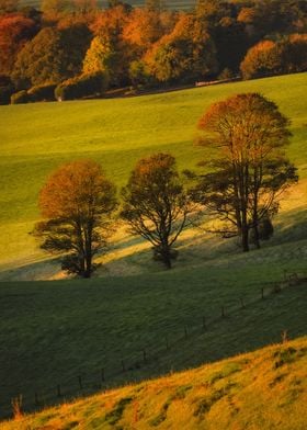 Scenic trees