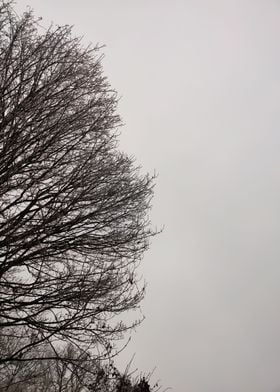 sky and tree