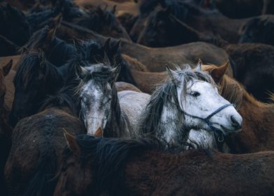 horses