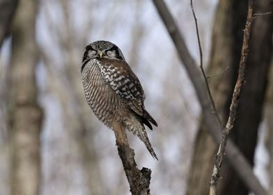 Sleeping beauty hawk owl