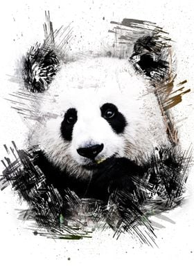 Cute Panda Paintings 