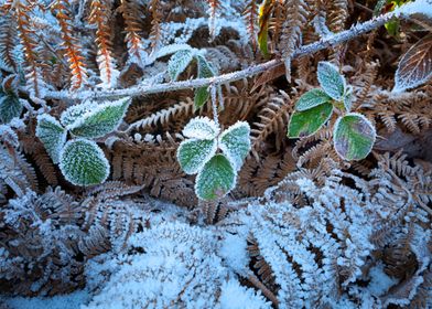 Frost covered vegetation