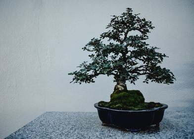 Bonsai tree on display