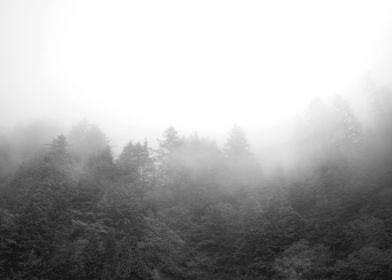 Oregen Forest in Fog PNW