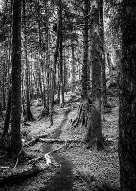 Oregon Coast PNW Forest