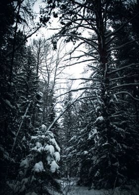 SNOW FOREST