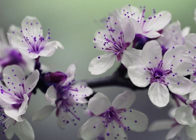 purple flowers  