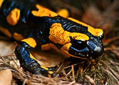 SALAMANDER yellow