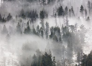 Foggy Trees