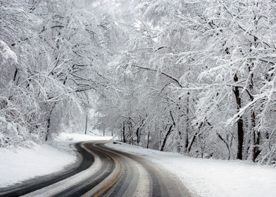 Snowy Forest Road