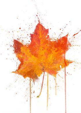 Maple Leaf