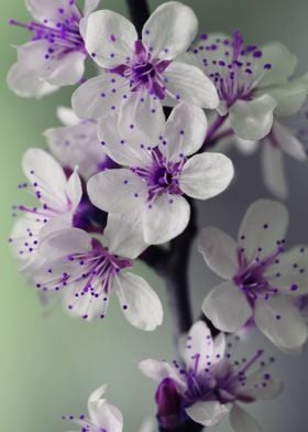 purple flowers 