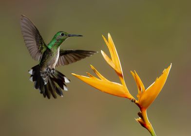 Hummingbird song