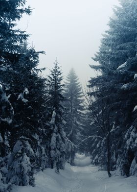 Bavarian Forest in Winter