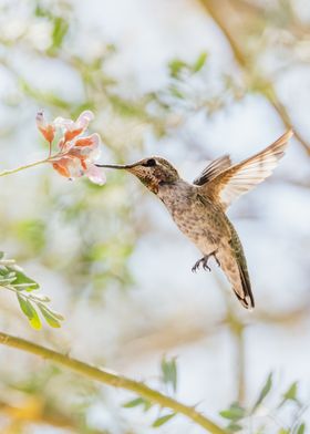 Gathering Nectar