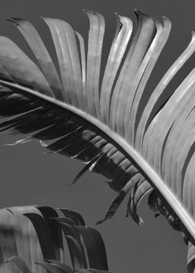 banana leaves gray