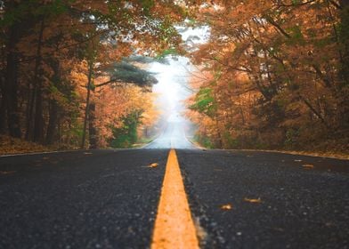 A Fall Road With Trees