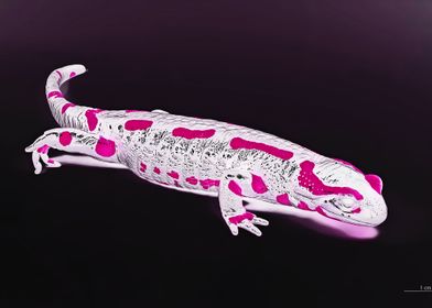 SALAMANDER