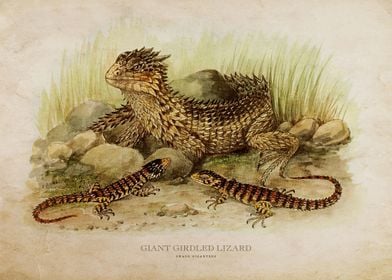 Giant Girdled Lizard