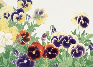 Pansy flower