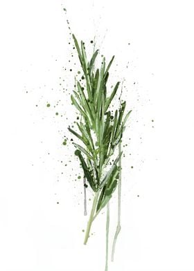 Botanical Rosemary