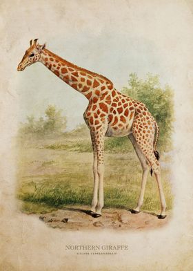 Northern Giraffe