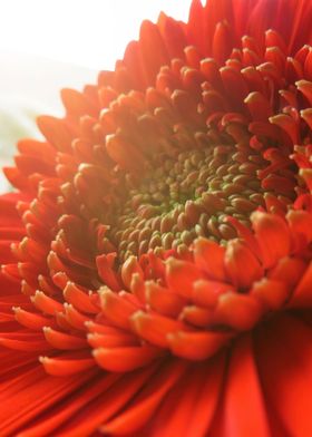 Closeup red gerbera