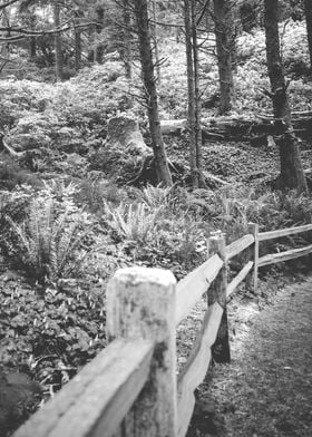 Oregon Forest Landscape