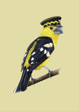 Golden grosbeak