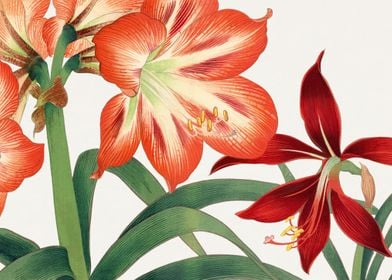 Amaryllis flower