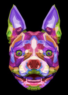 Colorful boston terrier