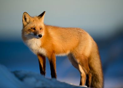 Wild Red Fox