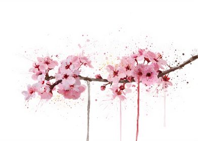 Cherry Blossom