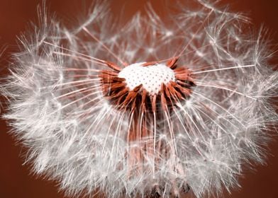 dandelion