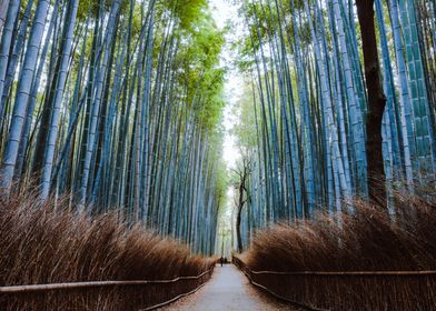 Arashiyama forest Kyoto