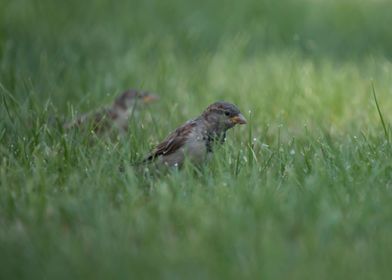 Female house finch 