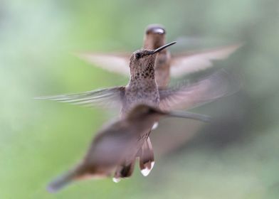 Hummingbird Buzz