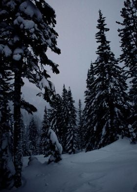 SNOW TREES