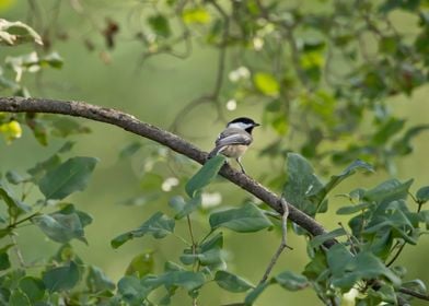 Chickdadee on a branch